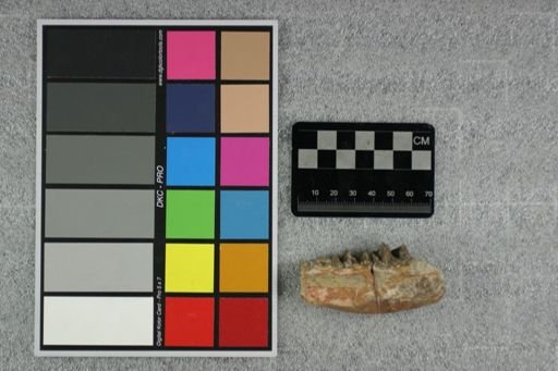 Hyracodon sp.