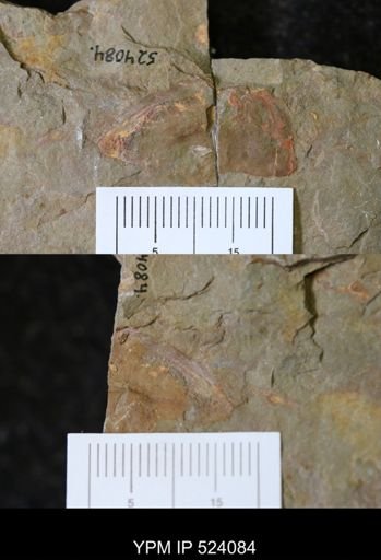 undet. Arthropoda