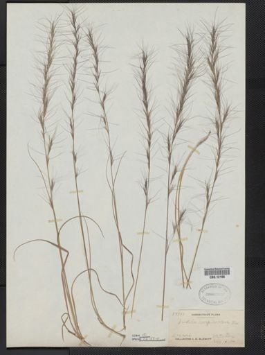 Aristida purpurascens
