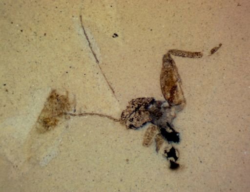 undet. Insecta