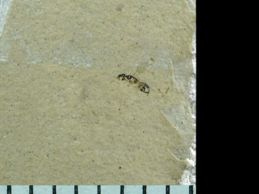 Formicidae?