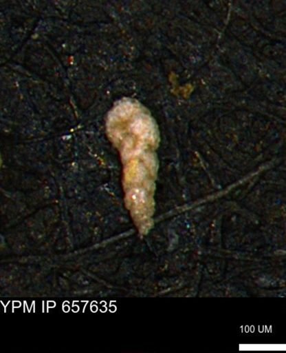 Verneuilinoides kansasensis