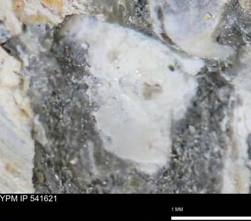 Limopsis striatopunctatus