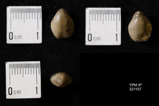 Dielasma sp.