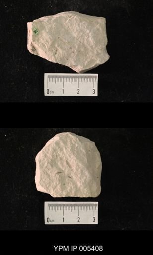 Parablattelytron subincisum