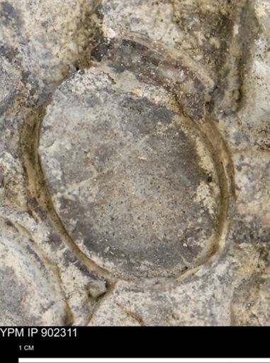 Baculites?