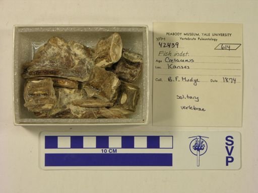 undet. Actinopterygii