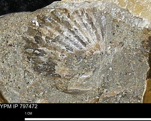 Bivalvia