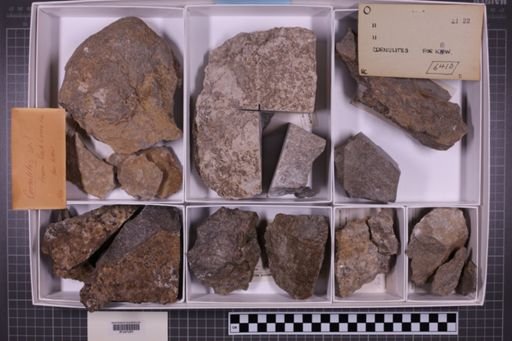 mixed taxa, stratigraphic collection