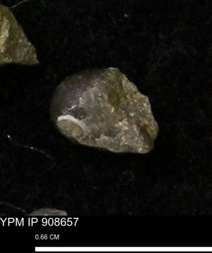 undet. Gastropoda
