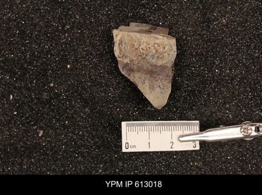 Clioscaphites vermiformis