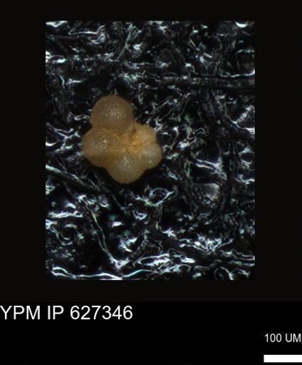 undet. Foraminiferida