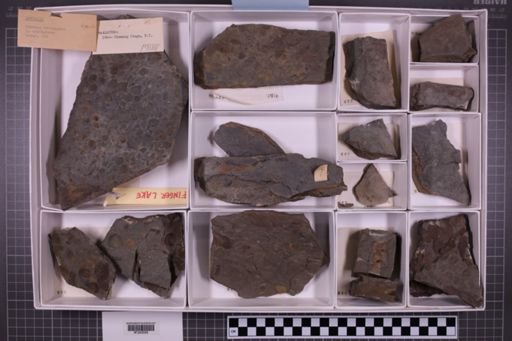 mixed taxa, stratigraphic collection