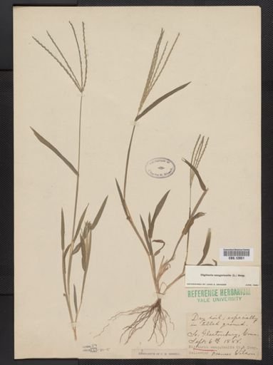 Digitaria sanguinalis