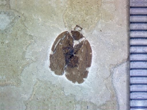 undet. Hemiptera