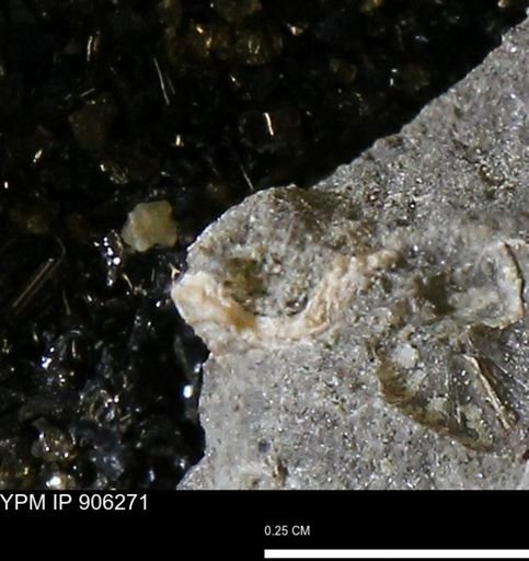 undet. Mollusca