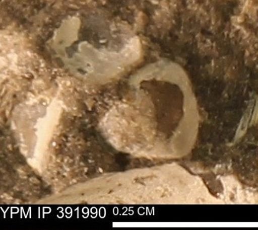 Protocardia sp.