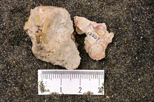 Palaeolagus haydeni