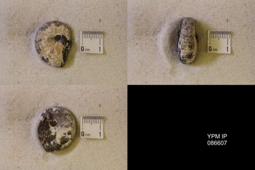 undet. Scaphitidae