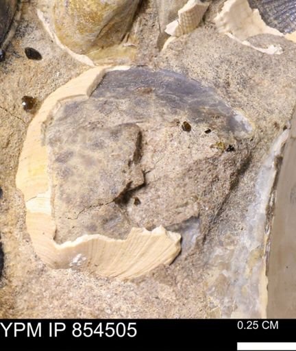 Limopsis striatopunctatus