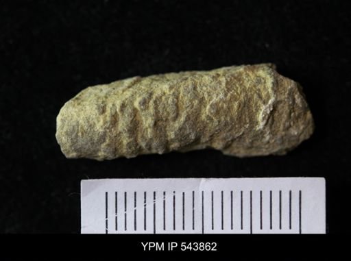 undet. Ichnofossil