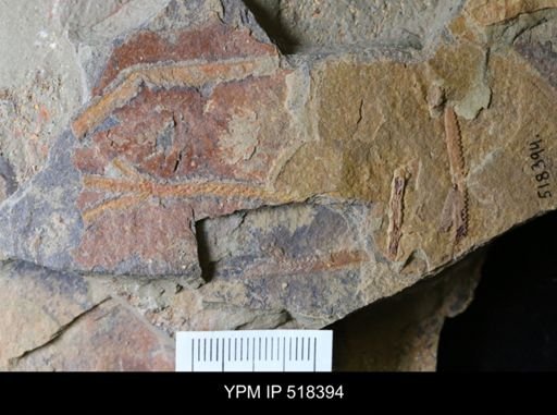 undet. Graptolithina