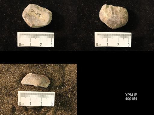 Marginifera lasallensis