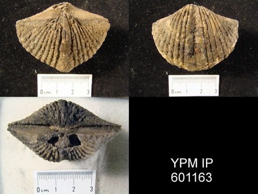 Spirifer intermedius