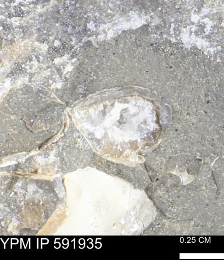 Mollusca