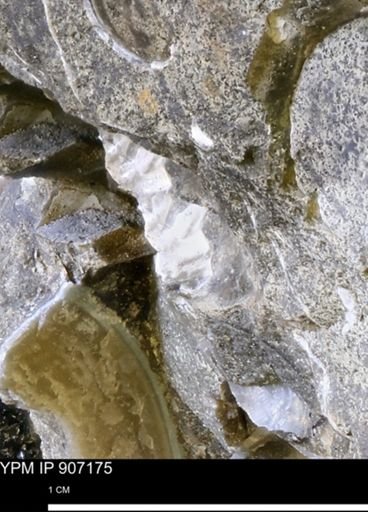 undet. Mollusca