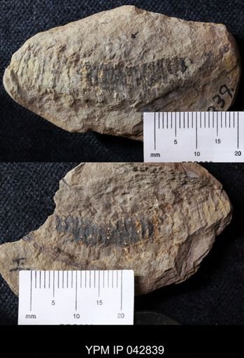 undet. Diplopoda