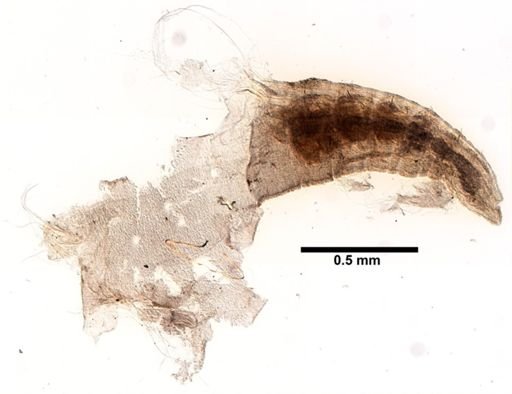 Tubificoides intermedius