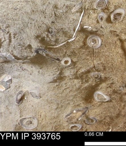 undet. Serpulidae