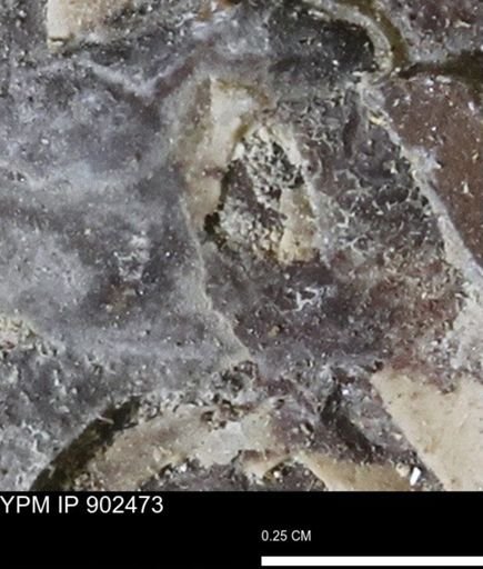 undet. Mollusca