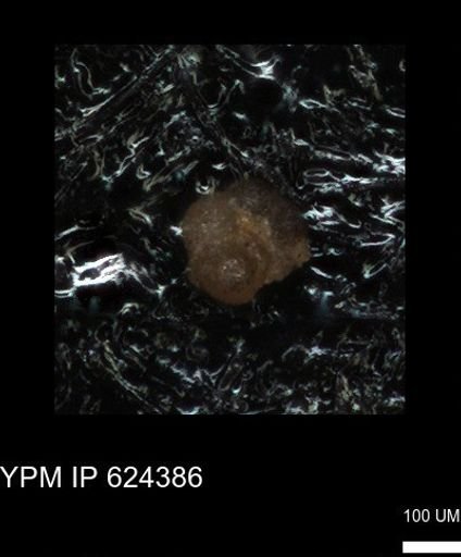 undet. Foraminiferida