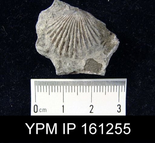 Orthis flabellites