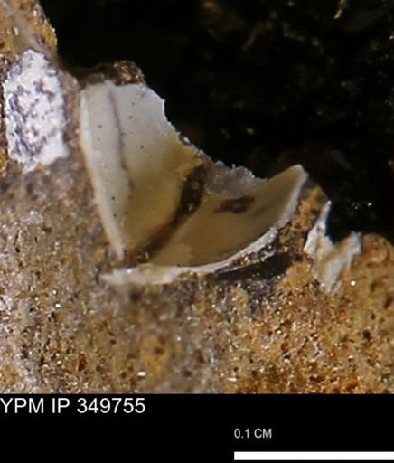 Protocardia sp.