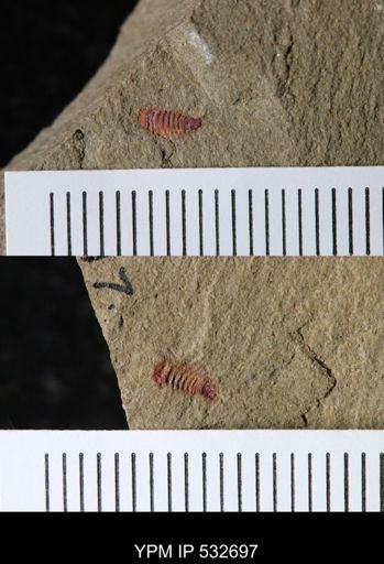 undet. Synziphosurina