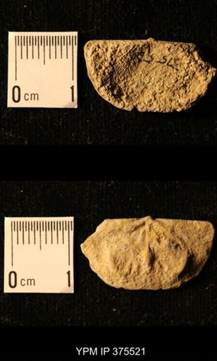 Chonetes granulifer transversalis