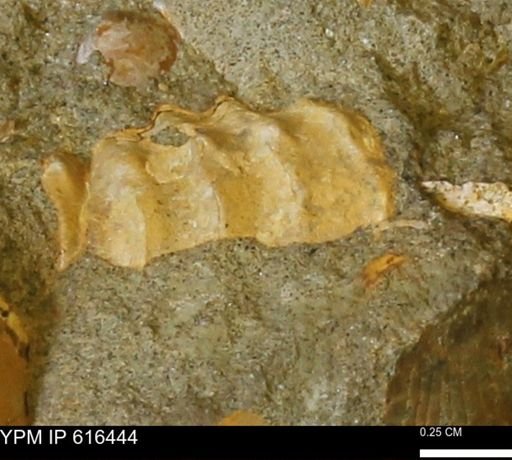 undet. Ammonoidea
