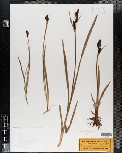 Carex