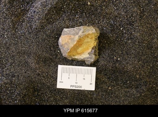 undet. Bivalvia