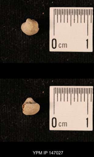 Ambocoelia planoconvexa