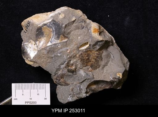 Phelopteria linguaeformis