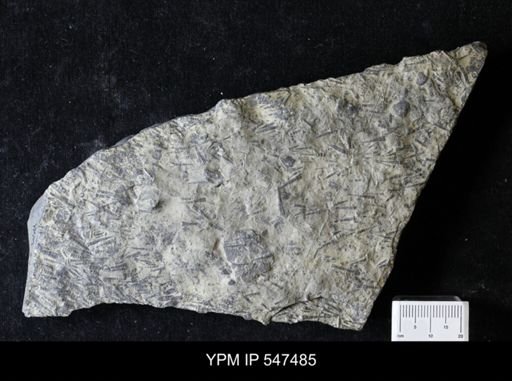 Tentaculites gyracanthus