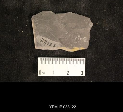 Mormolucoides articulatus