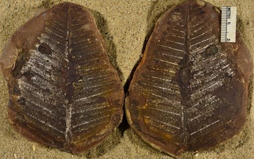 Pecopteris sp.