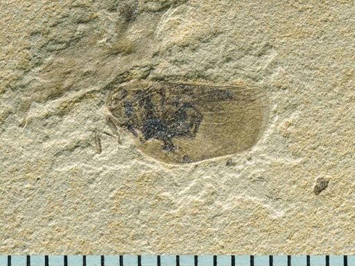 Acanaloniidae?