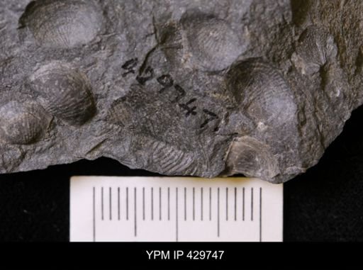 Modiomorpha