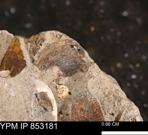 Limopsis striatopunctatus